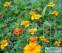 長期供應優(yōu)質草花、苗木、地被，歡迎新老客戶洽談合作