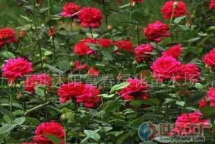 批發(fā)品種月季、香水月季等苗木 農副產品的綠色商機