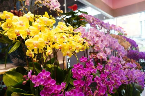 閔行兩大花卉市場 高端平價款花植與鮮果一站式體驗