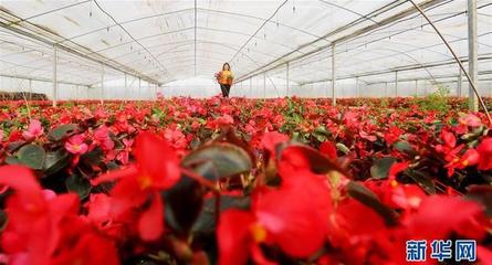 江蘇海安 以科技創新領跑現代農業，水果產業邁向智慧化