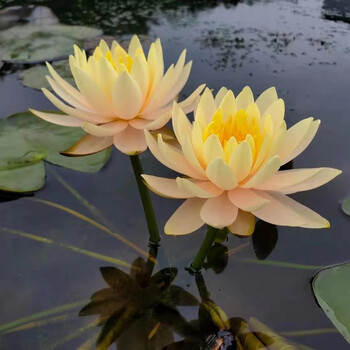 24款高中低檔水生花卉東分檔排行 從入門到專業(yè)，打造靈動(dòng)水景