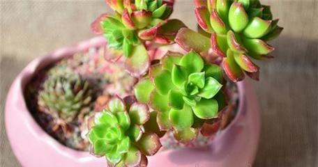 盤錦綠馨花卉 點(diǎn)亮家庭生活的自然藝術(shù)