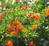 專業(yè)綠化一站式解決方案——苗木花卉基地，您的生態(tài)家園建設(shè)者