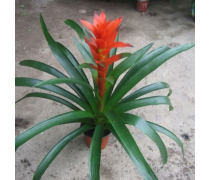 花卉產(chǎn)品庫(kù) 自然之美，生活之韻